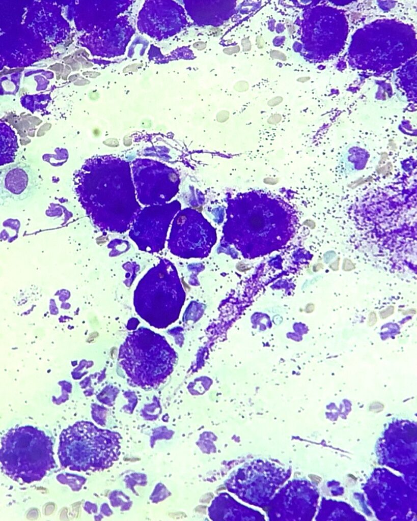 ジャンガリアンハムスターの肥満細胞腫